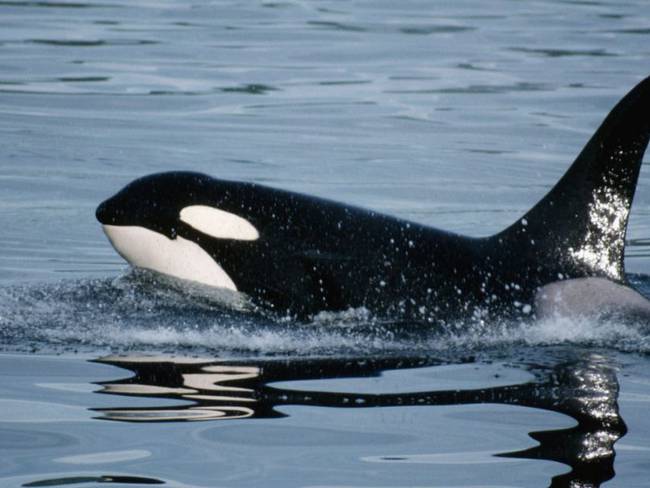 Gladys fue maltratada; orcas solo luchan por alimento: Vanessa Prigollini
