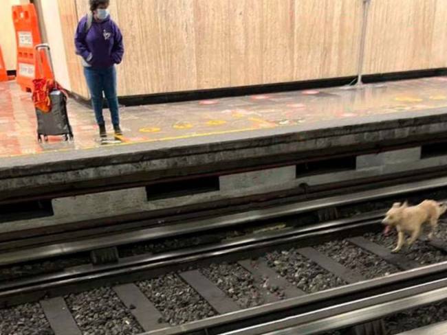 Perrito causa retraso en línea 2 del metro por pasear en la vías | FOTOS