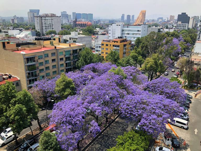 Jacarandas en Enero: ¿Por qué están floreciendo antes y cuáles serían los efectos?  