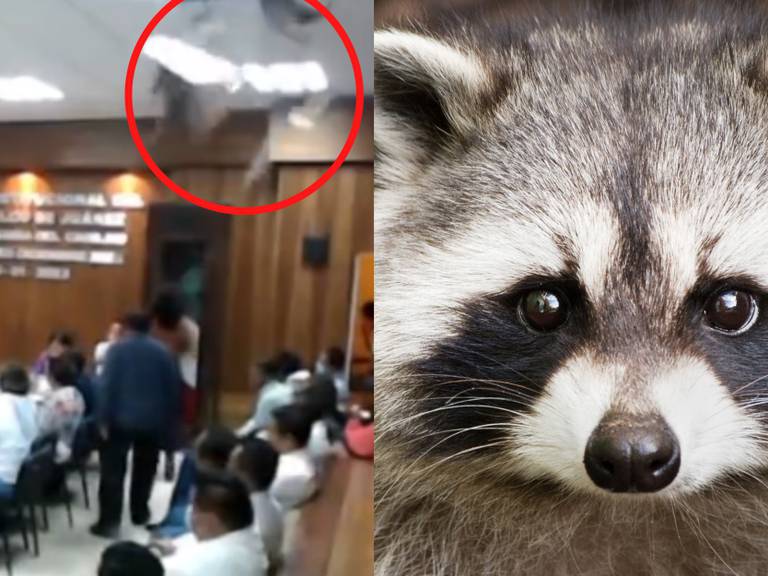 Caen mapaches desde techo durante sesión de cabildo en Acapulco | VIDEO