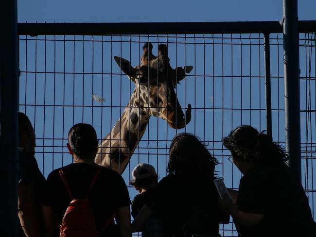 La jirafa “Benito” podría ser trasladada a Africam Safari, el Parque Ecológico Zacango, Tlaxcala o Querétaro