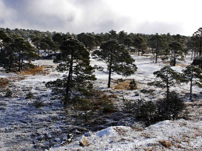 Caída de nieve en 7 municipios de Durango interrumpe clases