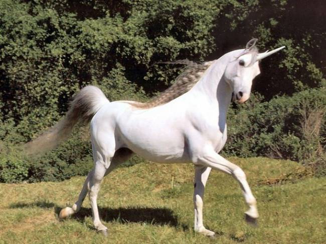 Científicos descubren los unicornios de verdad existieron