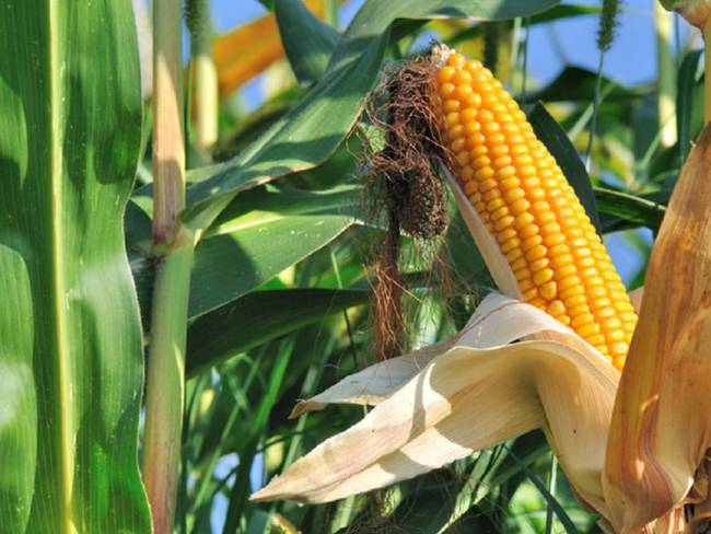 Confía AMLO en acuerdo con EE UU tras decreto contra maíz transgénico
