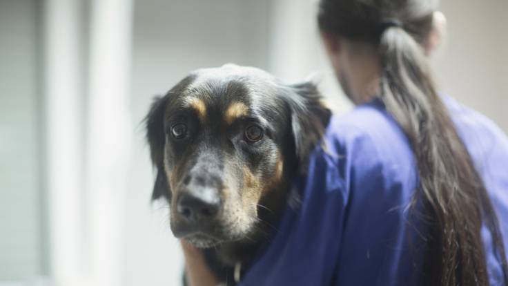 Alertan por posible pandemia en perros que azota EU: Estos son los síntomas
