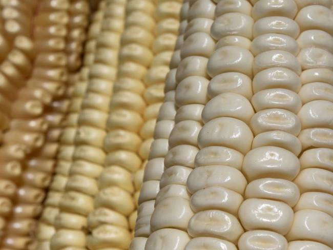 EU va contra México por maíz transgénico y biotecnológicos