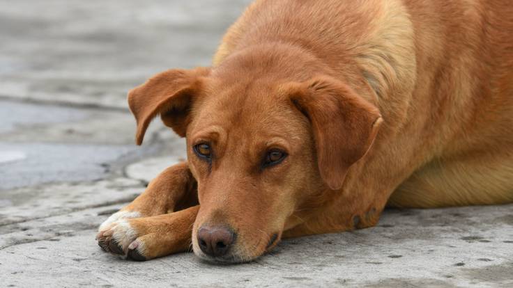 Diputada del PRD propone ley para garantizar trato digno a los animales