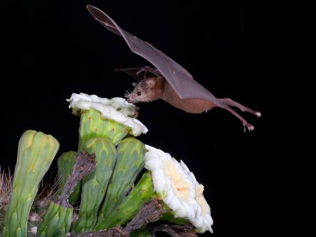 Destrucción de hábitat, mayor amenaza para murciélagos: Rodrigo Medellín