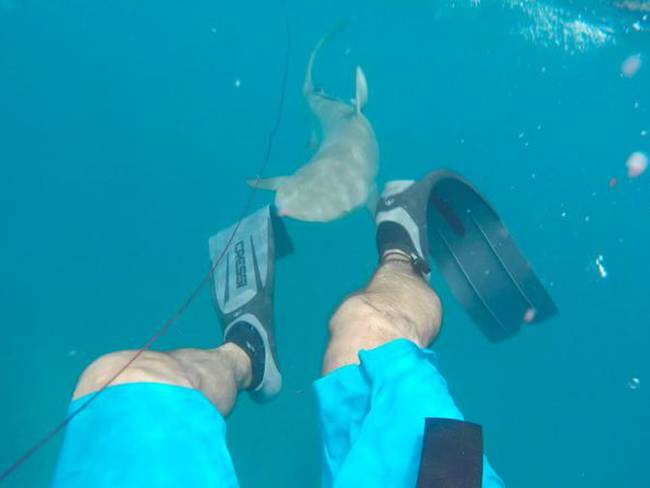 [VIDEO] Buzo es atacado por tiburón