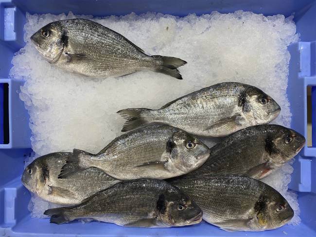 ¿Cuánto tiempo puede estar el pescado en el congelador para ser comestible?