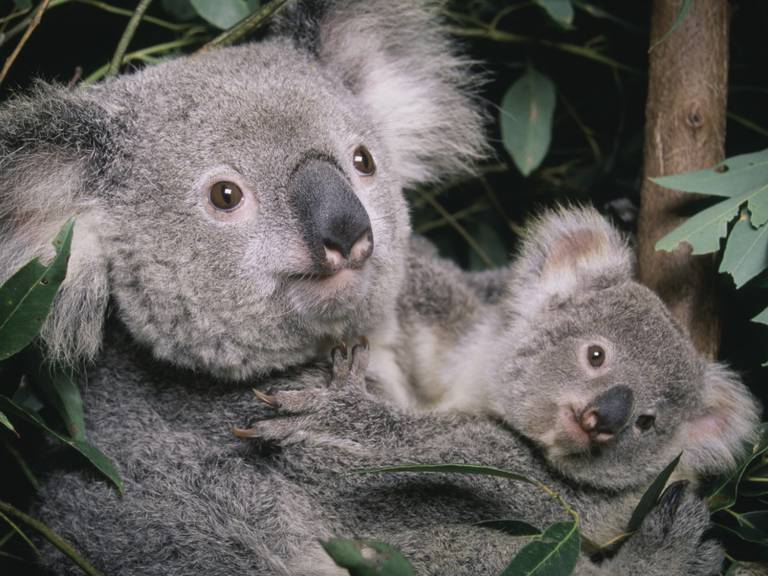Nace el primer bebé koala en Australia tras los incendios forestales
