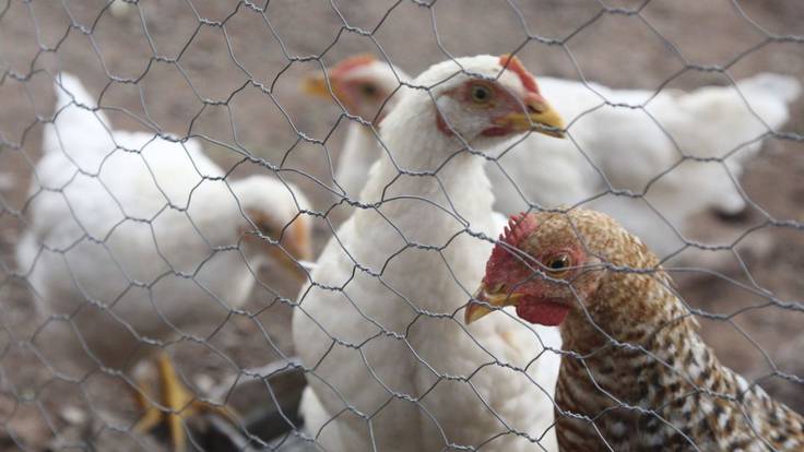 Detecta Sader otra granja con influenza aviar en Sonora