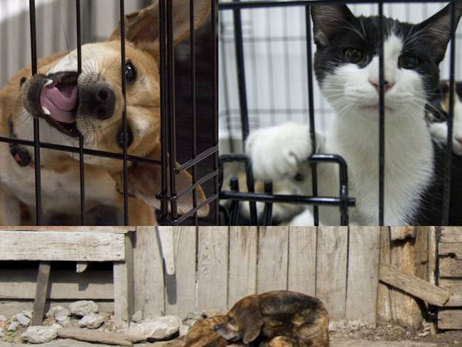 Nuevo León prohíbe la venta de perros y gatos a partir de mayo
