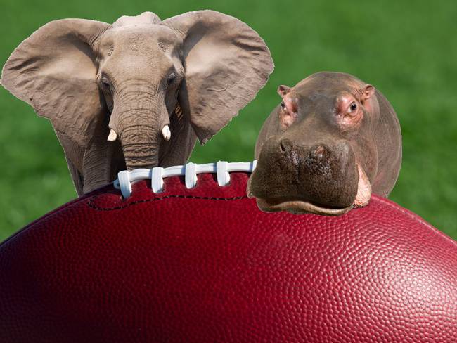 Los animales que han adivinado a los ganadores del Super Bowl con sus predicciones 