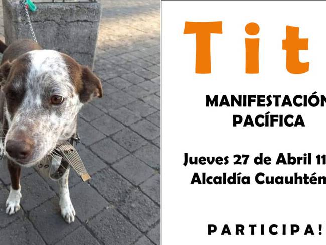 Buscan a Tito, perro sustraído a una persona en situación de calle