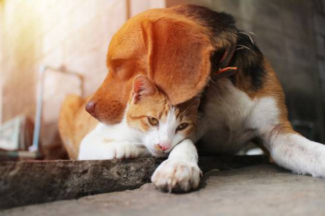 Crean Curp Para Mascotas Así Puedes Registrar A Tu Perro O Gato En La Cdmx 8750
