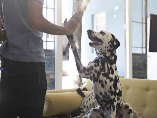 Las 5 reglas de oro para mantener una relación sana con tu perro