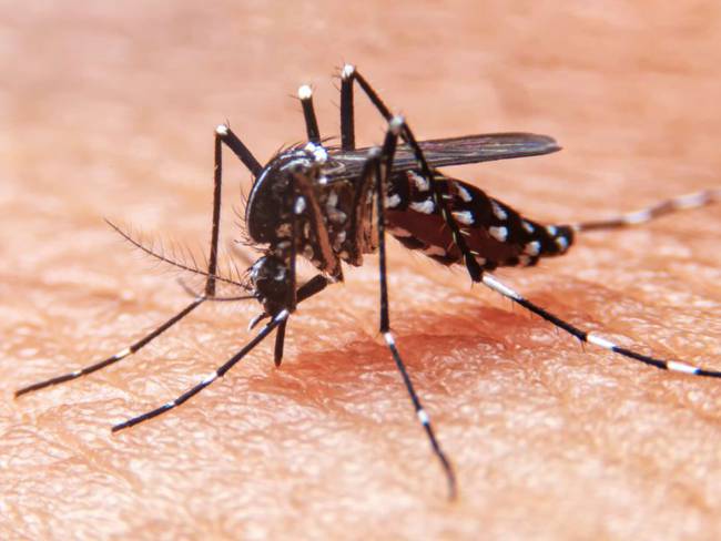 Altas temperaturas contribuyen a que mosquito del dengue sobreviva en CDMX