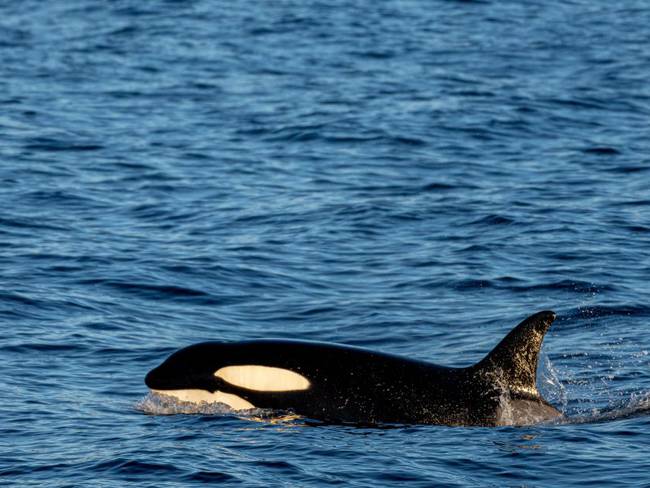 Gladis, la famosa orca que ataca barcos pesqueros