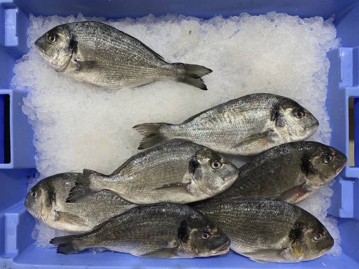 ¿Cuánto tiempo puede estar el pescado en el congelador para ser comestible?