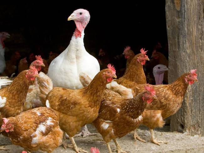 Hay que mantener la calma ante gripe aviar H5N1: Rafael Ojeda