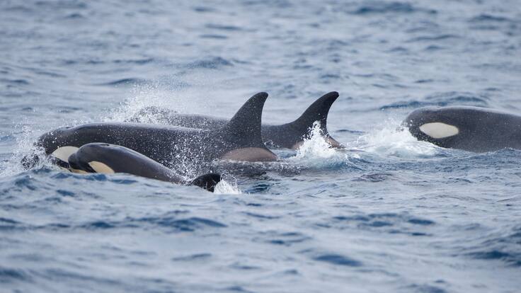 Humanos atacan orcas en peligro de extinción por confundir su comportamiento con ataques