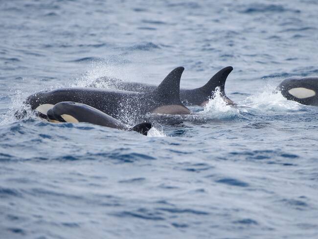 Humanos atacan orcas en peligro de extinción por confundir su comportamiento con ataques