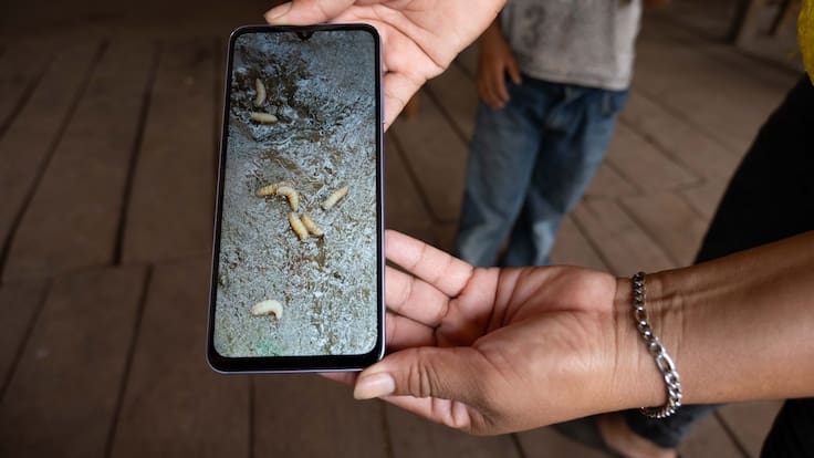 Confirman caso de gusano barrenador en humano en Acapulco; alerta por peligrosa infección causada por larvas