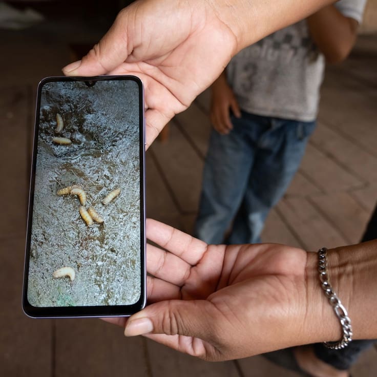 Confirman caso de gusano barrenador en humano en Acapulco; alerta por peligrosa infección causada por larvas