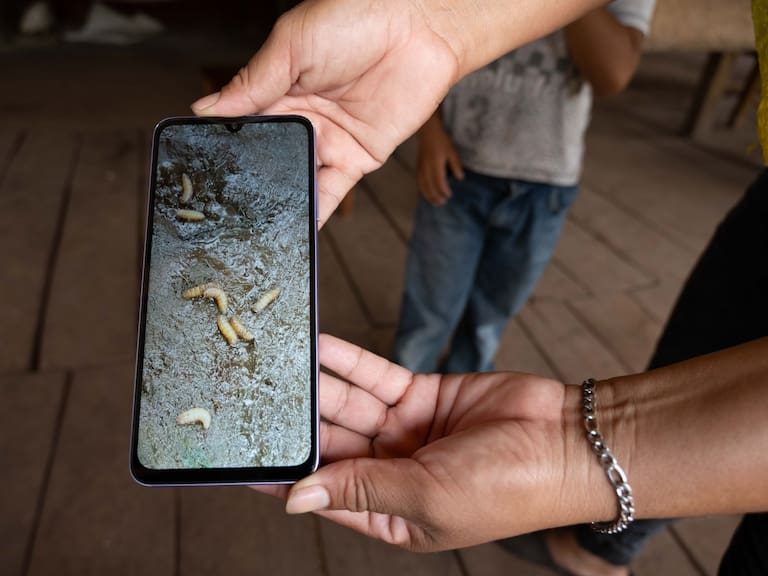 Confirman caso de gusano barrenador en humano en Acapulco; alerta por peligrosa infección causada por larvasFOTO: ISABEL MATEOS HINOJOSA /CUARTOSCURO.COM