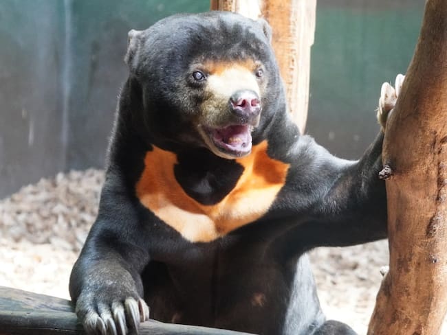 “Son humanos disfrazados”: El polémico aspecto de osos en zoológico de China