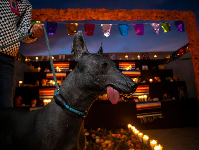 ¿México pierde al xoloitzcuintle? Será considerado patrimonio nacional de Perú
