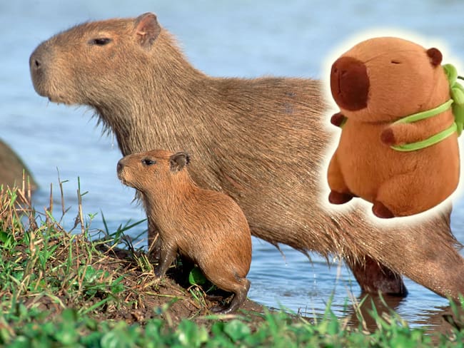 ¿Cómo son los capibaras en la vida real? Todo lo que tienes que saber sobre el peluche de moda
