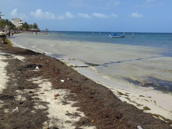 Sargazo es competencia federal: Quintana Roo