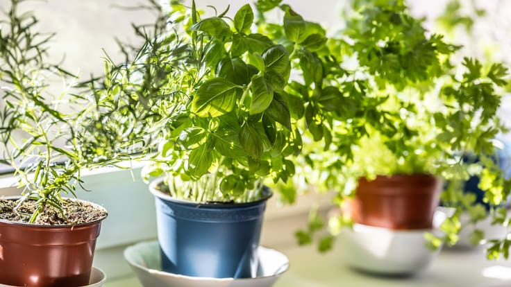 Dale un aire fresco a tu cocina con estas 4 plantas aromáticas fáciles de cuidar