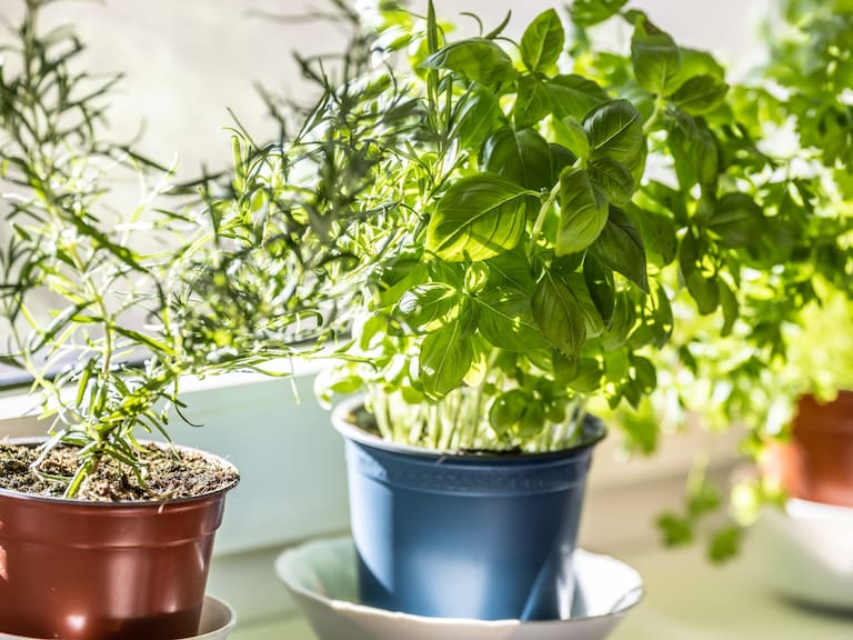 Haz que tu cocina huela mejor: 4 plantas aromáticas que también decoran. Getty Images