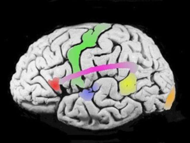 Afirman científicos que leer previene enfermedades mentales