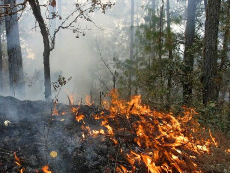 Hay 22 denuncias penales por incendios forestales