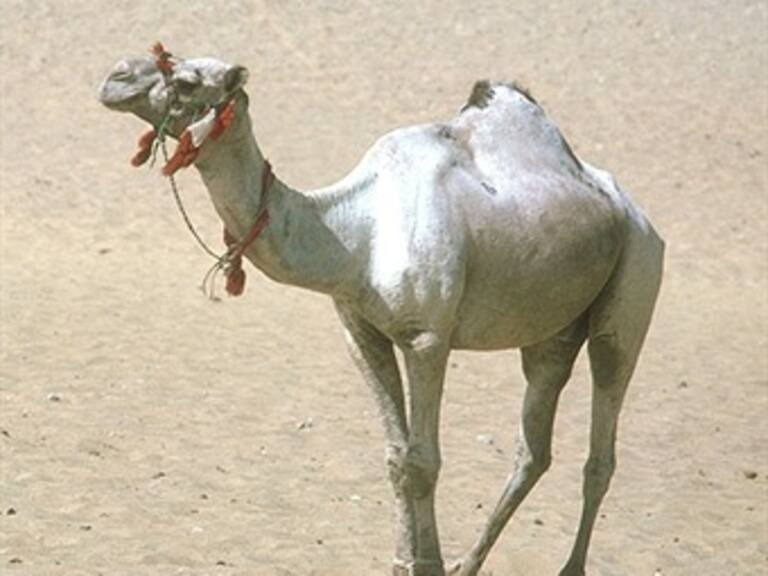 Nace primer dromedario clonado en Dubai