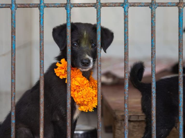 Refugios y autoridades pausaron adopciones de perros en Navidad para fomentar decisiones responsables. Getty Images