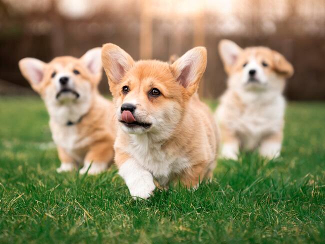 Más de 100 corgis toman Lituania por un día en una carrera de disfraces