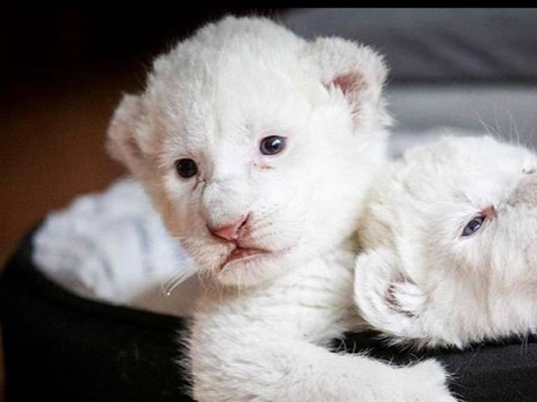 Simba y Nala, los leones blancos que acaban de nacer