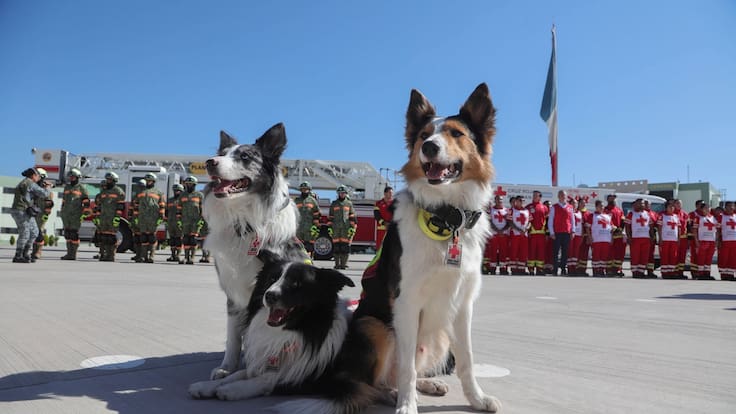 Héroes de cuatro patas presentes en Venezuela para buscar vida entre los escombros