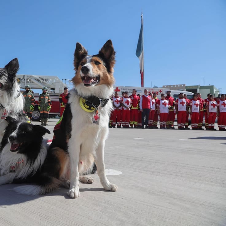 Héroes de cuatro patas presentes en Venezuela para buscar vida entre los escombros