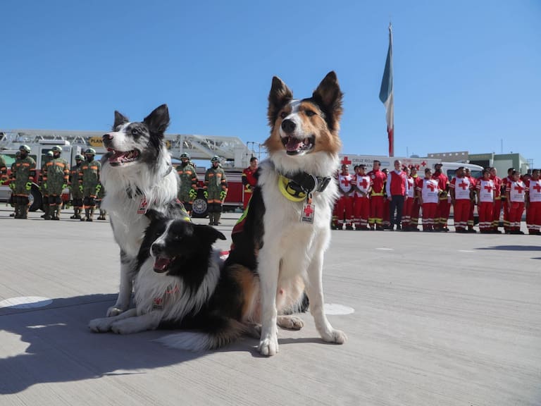 Orly, Balam y Kenai, perros rescatistas. FOTO: EDGAR NEGRETE LIRA/CUARTOSCURO.COM