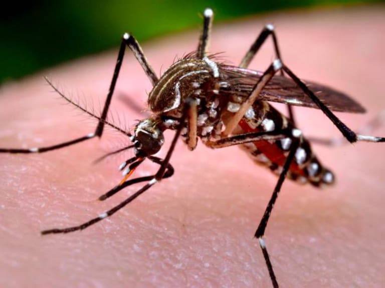Casos de Dengue podrían incrementar en este temporal