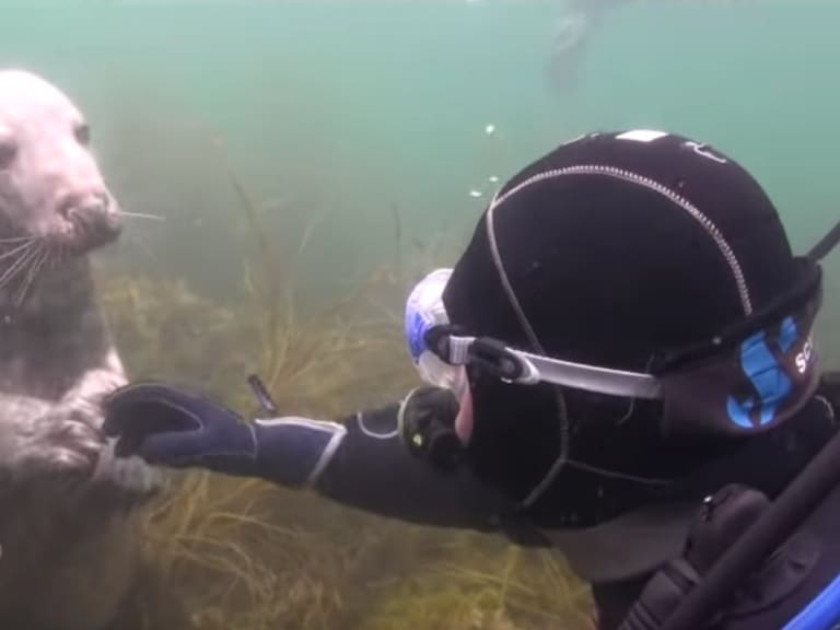 VIDEO: Una foca se acercó a un buzo para pedirle algo inusual