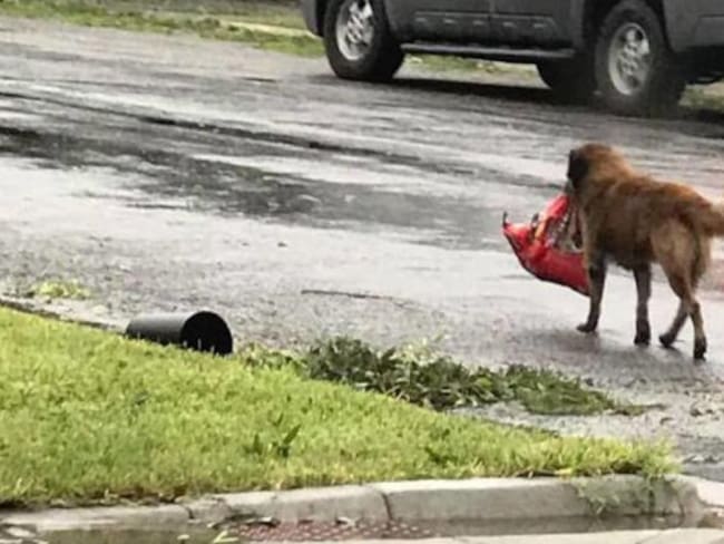 Otis, el perro que escapó de “Harvey” con todo y su bolsa de croquetas