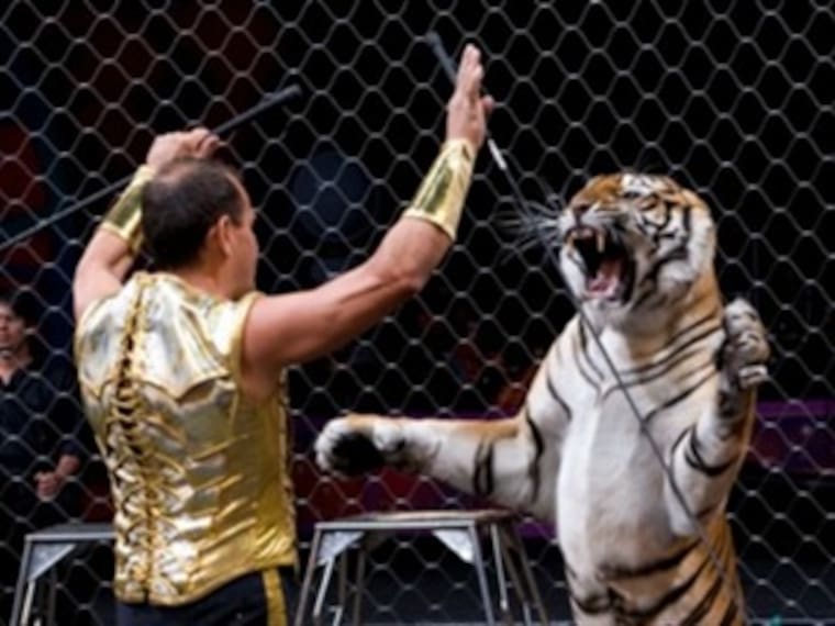 Sin animales en los circos 50 mil familias quedarían sin trabajo: domador de tigres