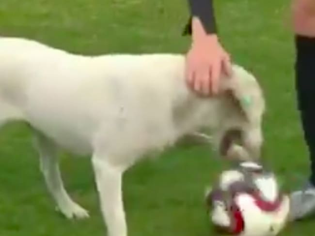 (Video) Este perrito se llevó el corazón de todos en un partido
